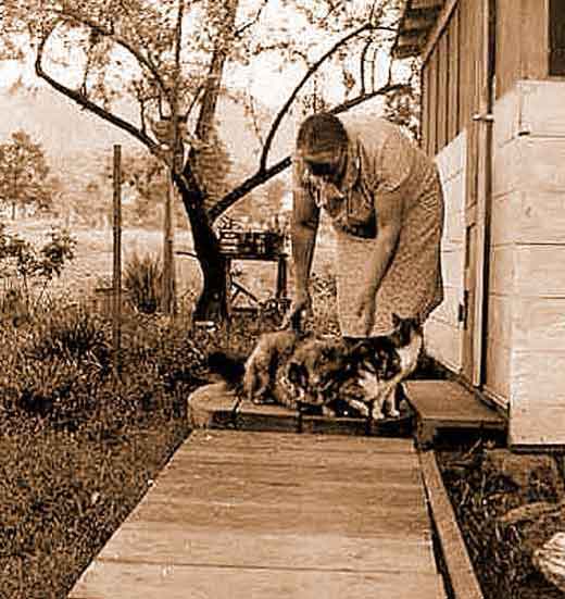 Ethel's Cats