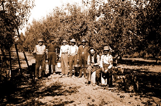 Orchard Hands